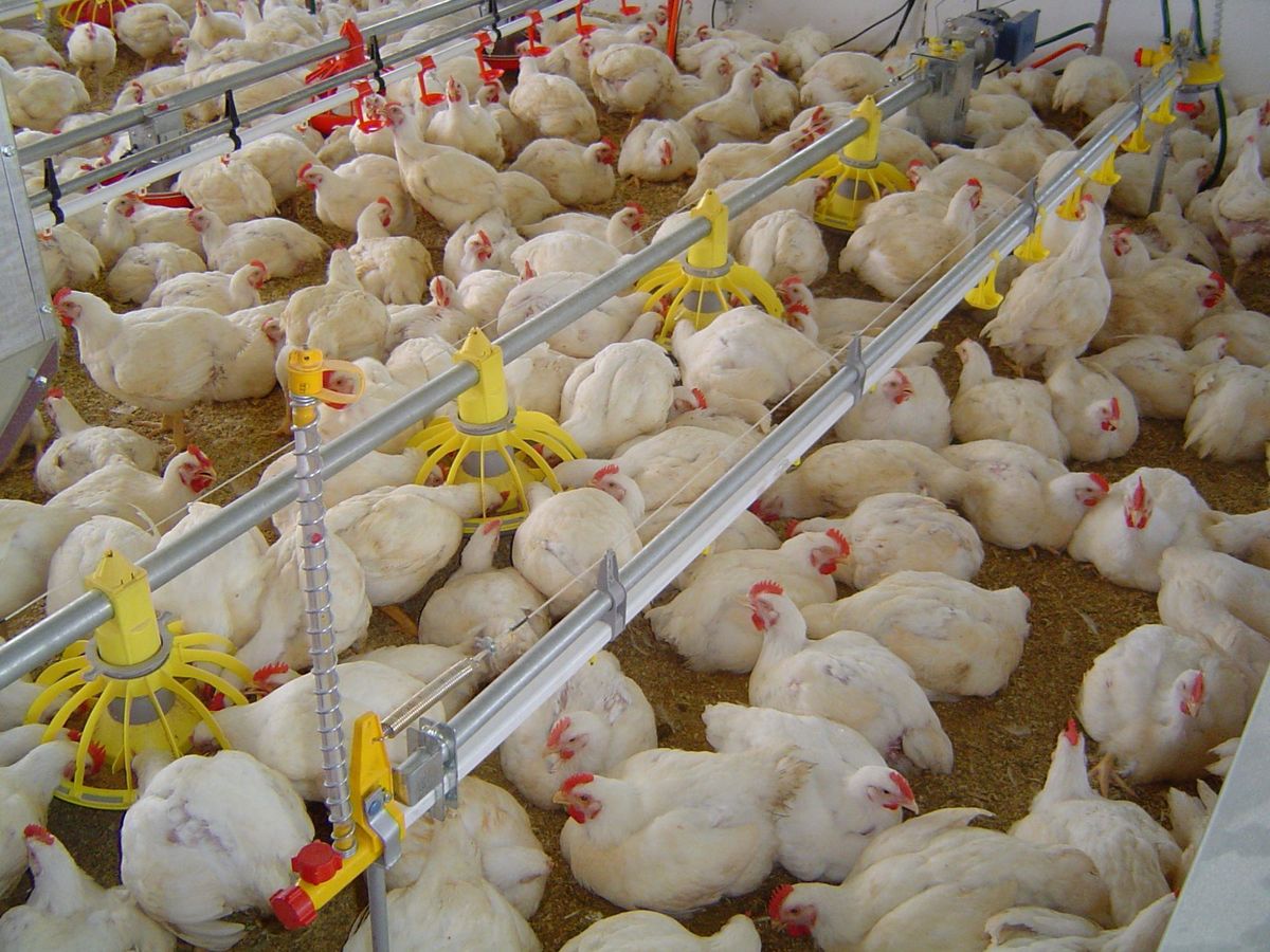 حدود دو سوم مرغداری‌های همدان باید نوسازی شود/ فعالیت ۴۴ واحد پرورش مرغ تخم‌گذار با ظرفیت بیش از یک میلیون و ۷۰۰ هزار قطعه در استان