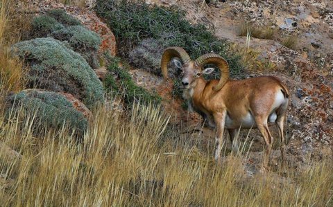 رونمایی از سامانه هوشمند پهپاد ترمال در پارک ملی دریاچه ارومیه