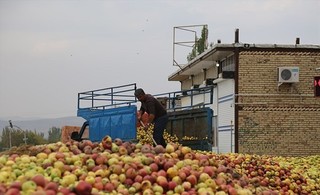 زنجیره تولید سیب در کشور ایجاد شد