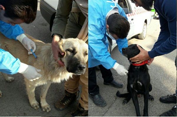 مرحله نخست رهاسازی سگ‌های بلاصاحب در طالقان اجرا شد