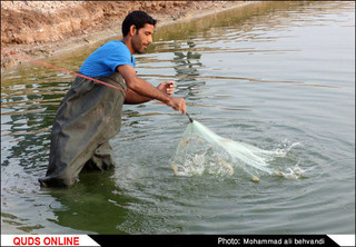کشاورزان از ظرفیت استخر ذخیره آب برای پرورش ماهی استفاده کنند