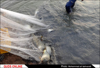کاهش ۵۲ درصدی صید ماهیان استخوانی در گیلان