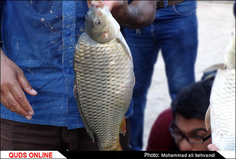 پروژه پرورش ماهی و میگو با زهاب نیشکر 