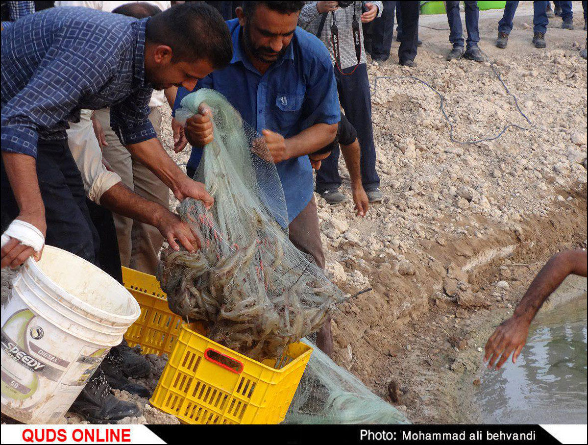 قطع برق موجب مرگ میگو ها در استخر های پرورش آبزیان بوشهر شد
