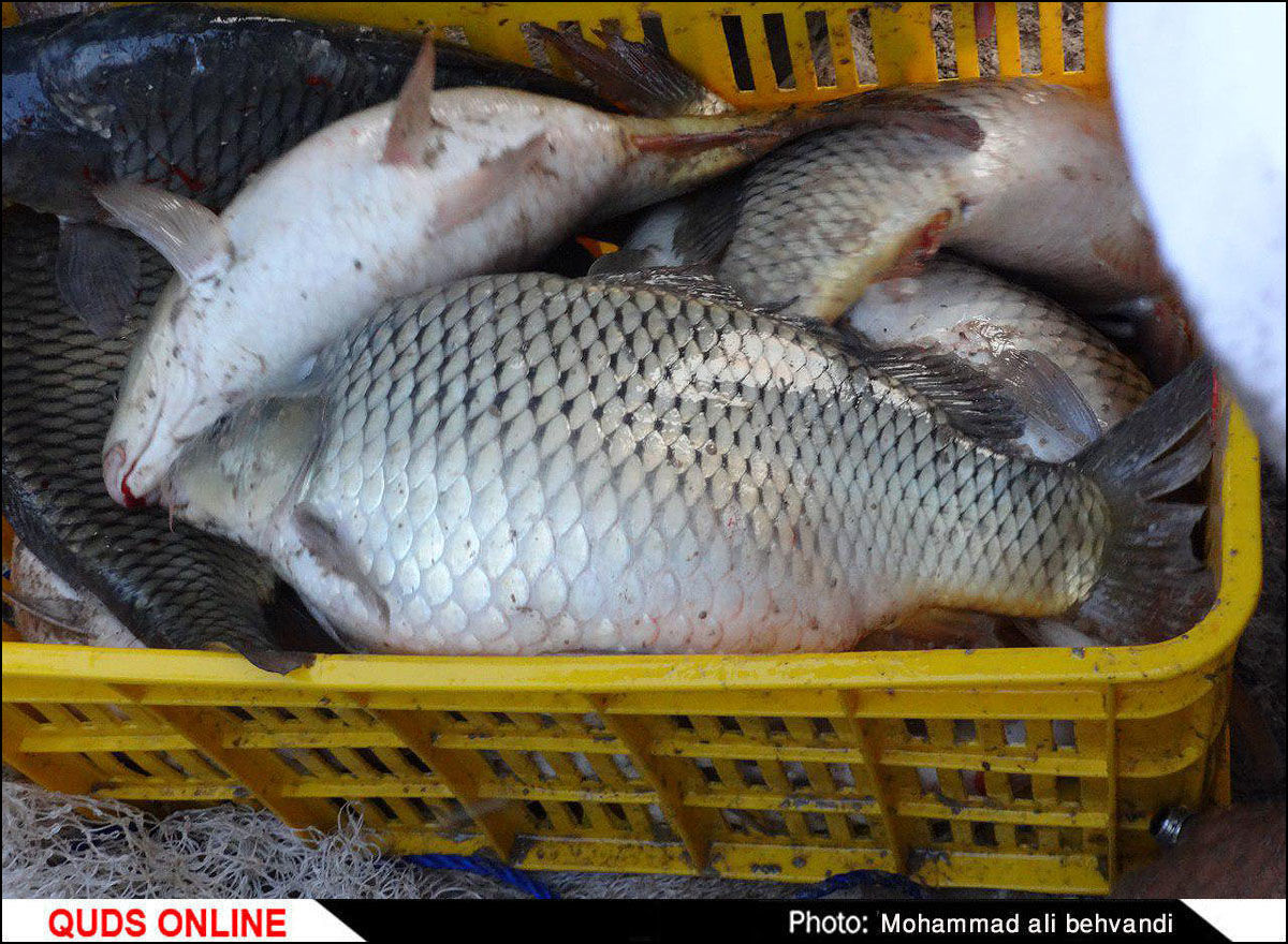 کاهش قیمت 34 نوع ماهی در میادین میوه و تره بار

