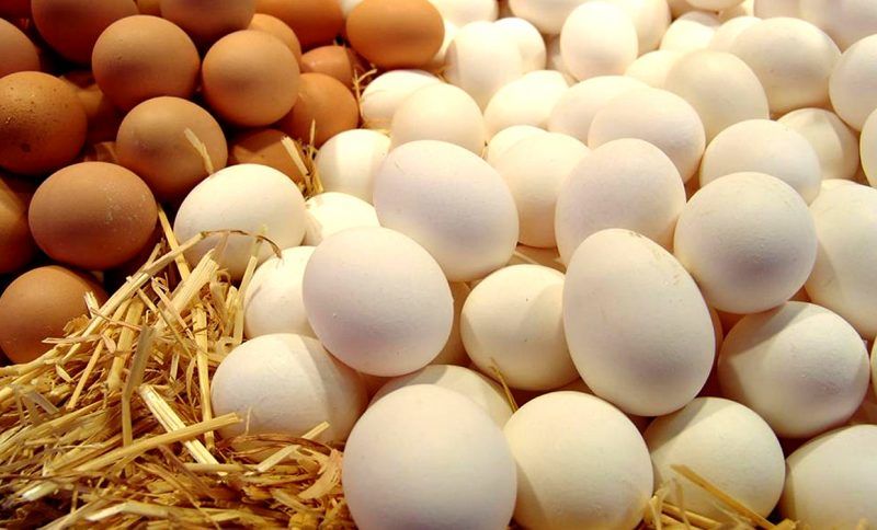فواید مصرف تخم مرغ از منظر ثامن الحجج(ع)