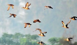 پرواز پاییزه ۵٠ هزار پرنده مهاجر در آسمان خراسان رضوی