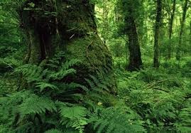 فرصت بی‌نظیر ثبت جنگل‌های "هیرکانی" گیلان در یونسکو