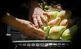 قیمت عمده‌فروشی انواع میوه برای فاصله زمانی ۷ تا ۱۳ آبان