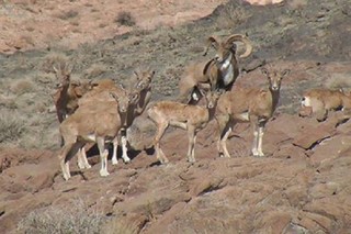 سرشماری حیات وحش خراسان رضوی بامشارکت۷۷۰محیط بان در حال انجام است