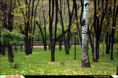 باران پاییزی 