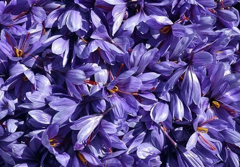 برداشت "گل زعفران" در مناطق کوهستانی گیلان آغاز شد