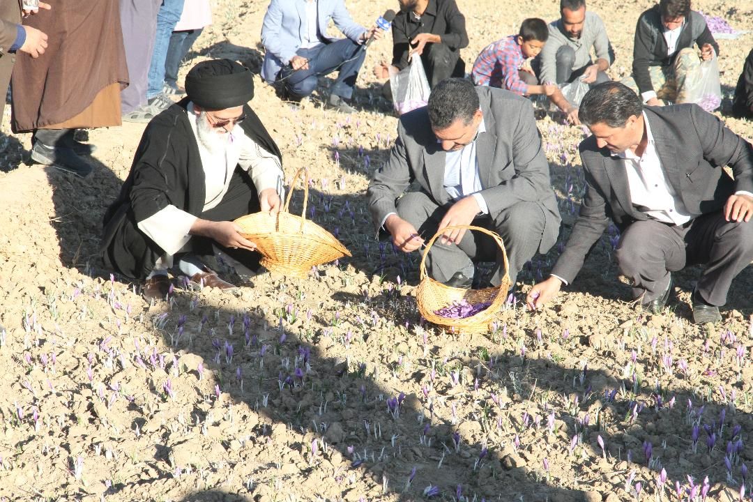 ۸۵ درصد زعفران دنیا در کشور ایران تولید می شود