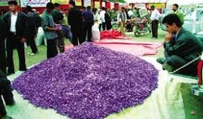 خرید توافقی ۳۰۰ تن گل زعفران در خراسان رضوی 