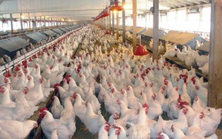 هشدار دامپزشکی درباره آنفلوآنزای فوق حاد پرندگان