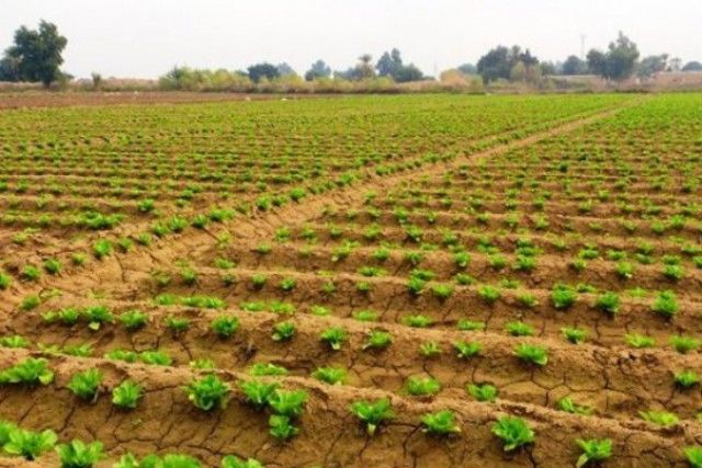  چهارمین یگان حفاظت از اراضی کشاورزی کشور در همدان فعال شد