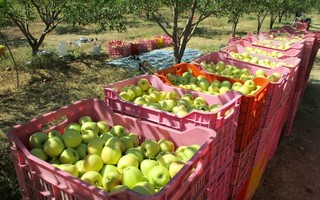 صادرات سیب تولیدی کشور در­ سال جاری به سمت بازارهای جدید