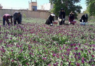 صادرات "گیاهان دارویی" گزینه‌ای جایگزین برای فروش "نفت" ایران