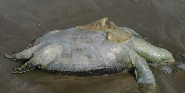 مرگ دسته جمعی لاکپشت‌ها در ساحل روستای درک

