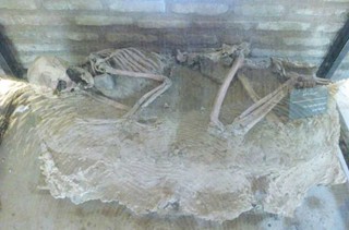 نمایش اسکلت ۵ هزار و ۵۰۰ ساله در موزه نیشابور