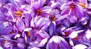 خرید روزانه ۲۰ تن گل زعفران در خراسان رضوی