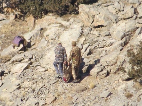 کشف لاشه یک راس "کَل وحشی" در منطقه "گلیل"/ شکارچیان متخلف دستگیر شدند