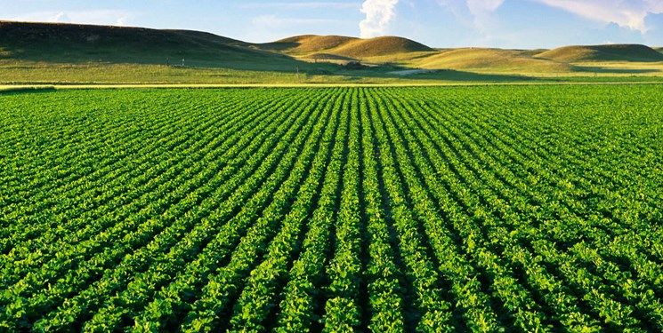 کاهش سرمایه‌گذاری در کشاورزی و هشدار به امنیت ملی و غذایی