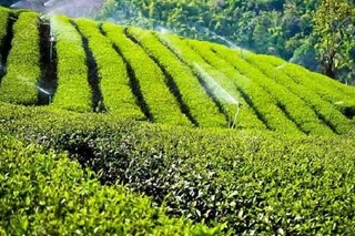 امسال ۱۱۲ هزار و ۷۳۶ تن  برگ سبز چای در کشور تولید شده است