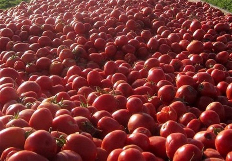 قیمت انوع میوه در میدان مرکزی میوه و تره بار +عکس