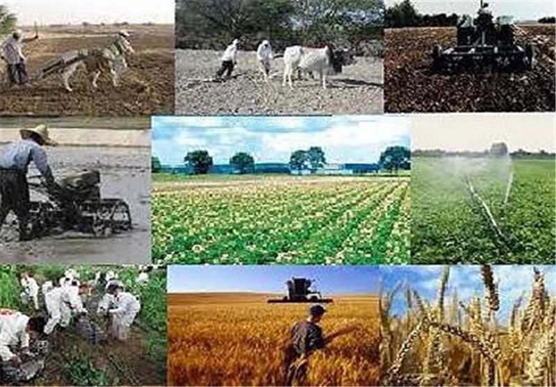  اعلام نرخ خرید تضمینی محصولات کشاورزی برای سال زراعی ۹۷-۹۸؛ گندم ۱۴۷۰ تومان
