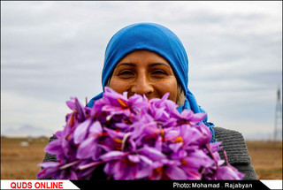 ۱۵ تا ۲۰ درصد زعفران‌های بسته‌بندی در دنیا با نام ایران توزیع می‌شود/ سوءاستفاده قاچاقچیان زعفران از ناتوانی صادرکنندگان قانونی