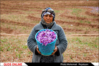 افزایش قاچاق زعفران به افغانستان