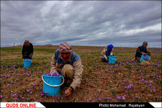 برداشت زعفران به آخرین روزهای خود میرسد / گزارش تصویری