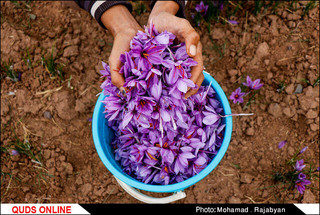 زعفران؛ قهرمان مبارزه با خشکسالی