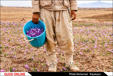 برداشت زعفران به آخرین روزهای خود میرسد 
