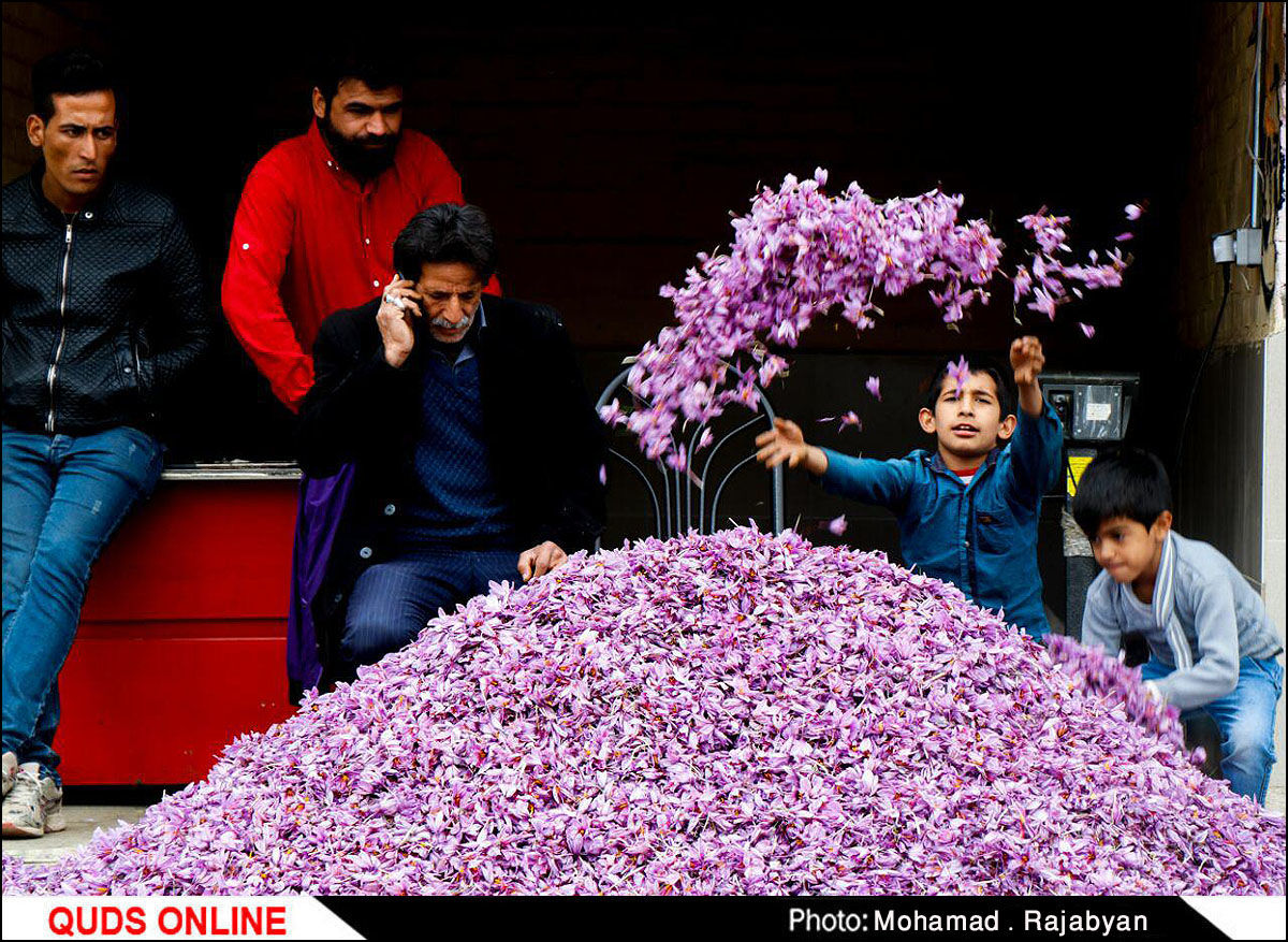 راه اندازی بزرگترین بازار گل زعفران شرق کشور در تربت حیدریه