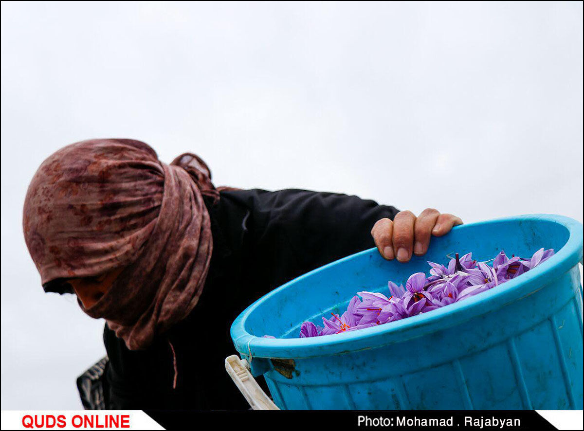 برداشت زعفران به آخرین روزهای خود میرسد 