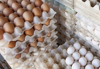 دلیل افزایش قیمت تخم مرغ از بین رفتن ۴۰ درصد مرغ های تخم گذار است