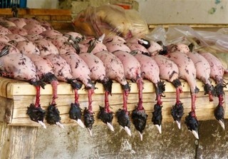 شکار غیرمجاز پرندگان مهاجر در شمال؛ فروش گوشت لاکچری شکار در تهران