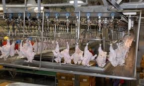 ورود مرغ زنده فاقد گواهی حمل بهداشتی به کشتارگاه‌های استان ممنوع است