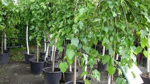 افزایش  ۱۷درصدی تولید نهال توت در گیلان