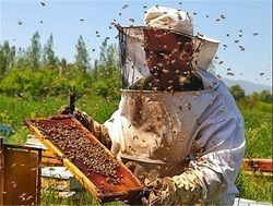 همدان  سالانه بیش از ۲ هزار تن عسل تولید می‌کند