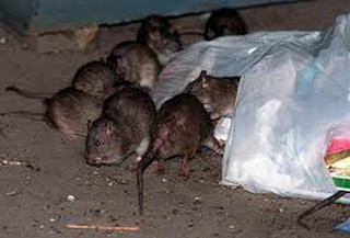 حمله موش‌ها به زیرساخت‌های سلامت اهواز