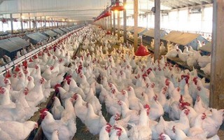 قیمت تصویب شده برای مرغ منطقی و کارشناسی شده نیست