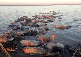 تلاش برای قانونی کردن کشتار خونین پرندگان به وسیله محمیه