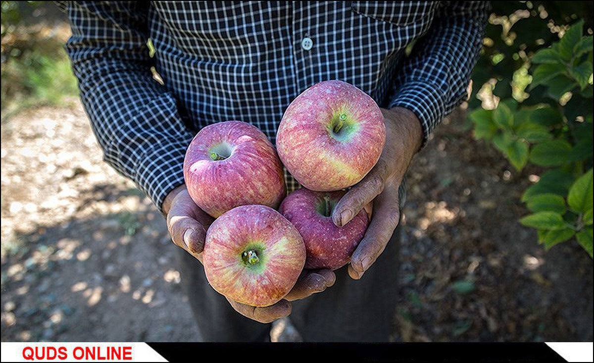 "سرمازدگی " دلیل عمده افزایش قیمت سیب در ابتدای سال است