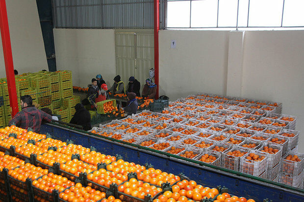 برنامه ریزی برای ذخیره سازی ٧٠ هزارتن میوه برای تنظیم بازار شب عید