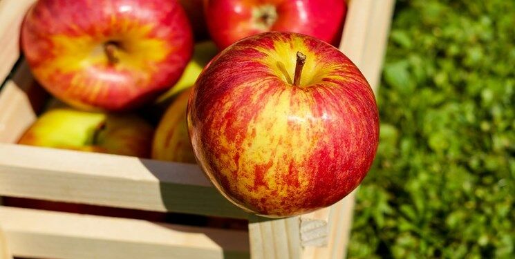 حدود ۲۰۷ هزار تن از ابتدای سال صادرات سیب داشته ایم