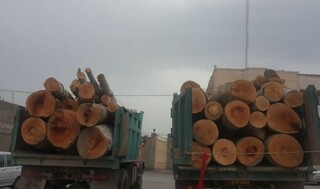 افزایش ۳۵ درصدی قاچاق چوب در کشور