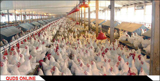 تولید ٢۵۴٠ هزار تن مرغ زنده در سال ۹۶